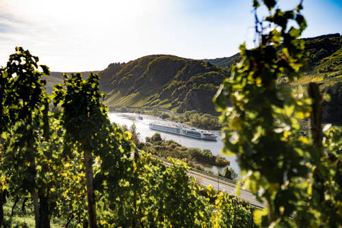 Weinberge in Pünderich an der Mosel