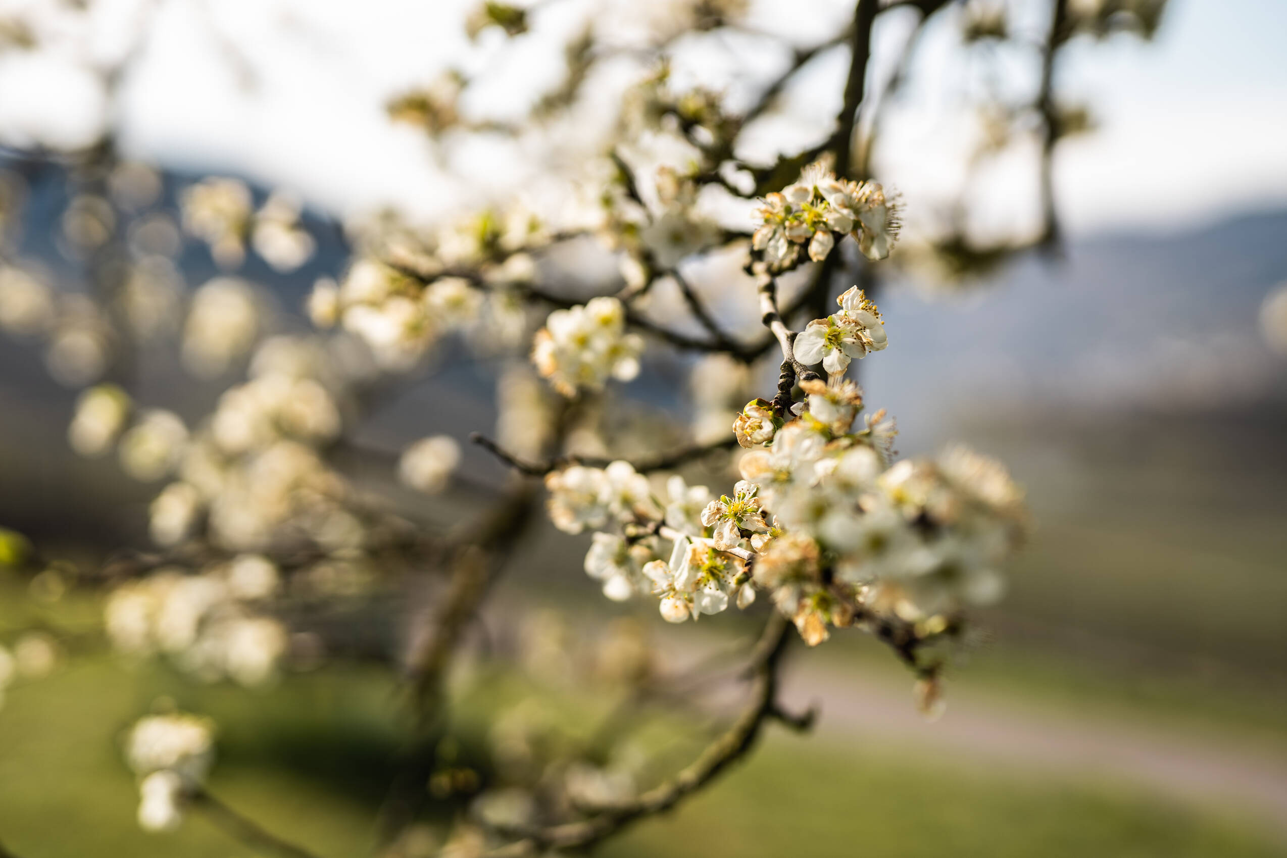 ZM Frühling 003